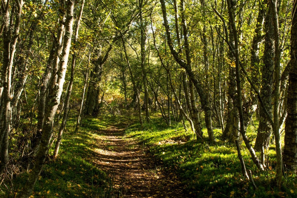 Wild March (Cherry Tree Gardens)